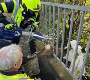 Reh steckt im Zaun fest. Hauptfeuerwache Villach erneut im Tierrettungseinsatz!